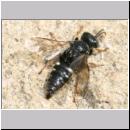 Oxybelus uniglumis - Weissfleckige Fliegenspiesswespe 08b 7mm - Sandgrube Niedringhaussee.jpg